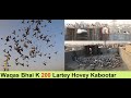 Waqas Bhai K 200 Lartey Hovey Kabootar - 200 Pigeons LOFT in Pakistan