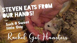 Cute Roborovski Hamster Video 🐹 // Steven eats from our hands 🙌 🥰