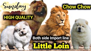 छोटे शेर है ये | Both side Import line Chow chow puppies for sale | show quality Chow chow