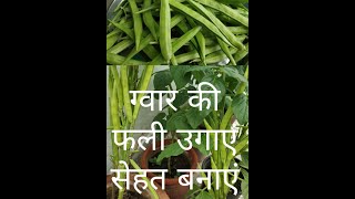 किचन गार्डन में उगाएं ग्वार की फली/cluster beans/how to grow gawar ki phali/फायदेमंद है ग्वार की फली