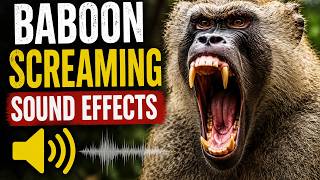 Baboon Screaming Sound Effects | Angry Baboon Sound Effects #animalnoises #animalsoundeffects #wild