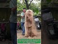 "Buddha Wood Carving in Action - Master Craftsman at Work!"