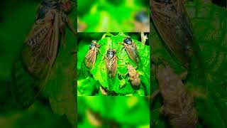 Download Lagu SUARA TONGGERET #shortsvideo #shortbeta #youtubemonetization #Suaratonggeret MP3