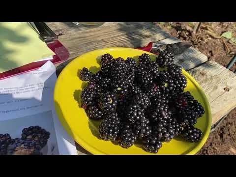 Video: Blackberry Kuehneola Uredinis - Kom meer te wete oor Swartbessieriet en Blaarroes