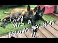 Living with a belgian malinois dog belgianmalinois doglife