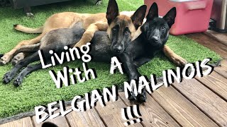 Living With A Belgian Malinois #dog #belgianmalinois #doglife