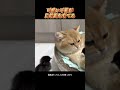 可愛い子猫が烏骨鶏を育てる # 可愛いペット #猫 #犬
