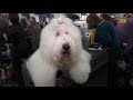 "Blue" Old English Sheepdog Westminster Kennel Club Dog Show 2018