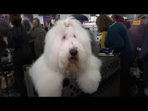 old english sheepdog blue eyes