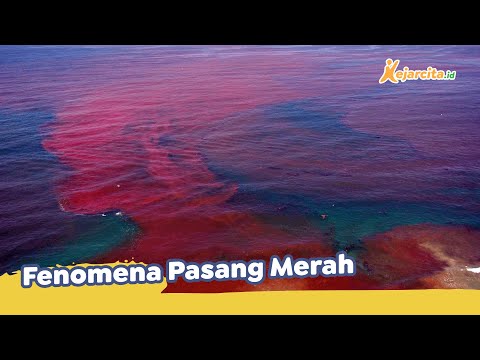 Video: Apa penyebab pasang merah?