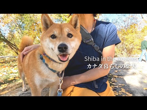 滅多に見られない黒リスを何としても捕まえたい柴犬ナラ。【4K】
