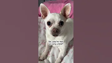 CHIHUAHUA Version I Have One Daughter Trend Fyp Trendingshorts Funnyshorts Chihuahua 