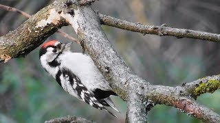 Малый пёстрый дятел. Самец. ( Picoides minor, Dendrocopos minor )