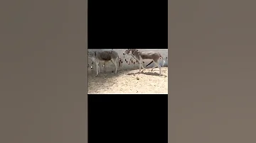 Donkey Meeting 