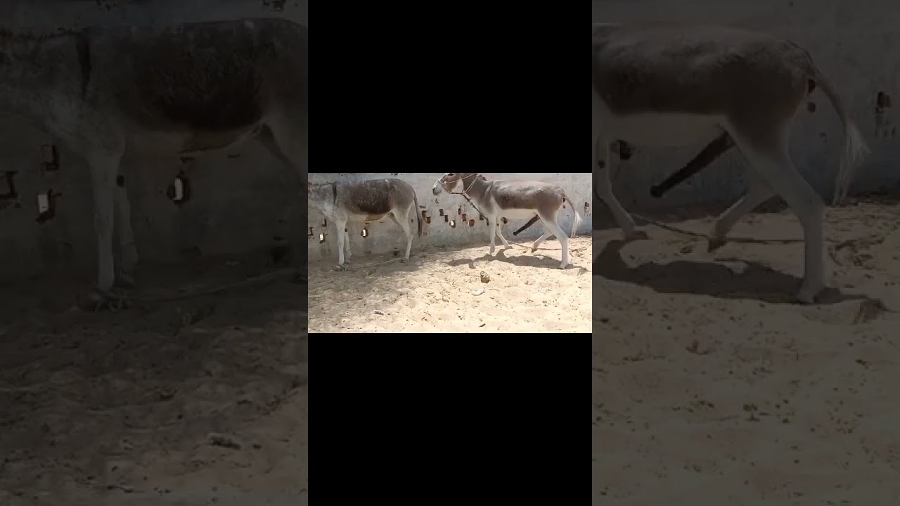 donkey meeting 🤝🤝🤝🤝