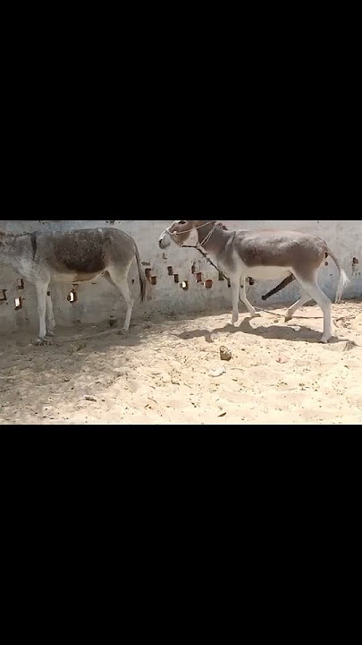 donkey meeting 🤝🤝🤝🤝