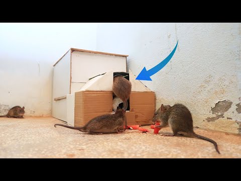 Ingenious DIY rat trap. Why didn't you think of this? - RV Travel