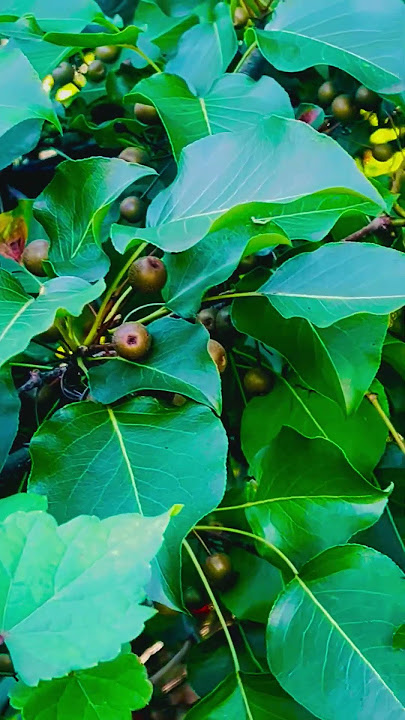 Too Beautiful to Believe ๐!#Cranberries #NatureWOW #ViralShorts#thegreenparadiseandmore