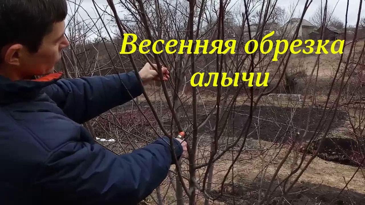 Весенняя обрезка алычи (pruning plum) - YouTube