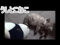 うしと遊ぶ子猫がかわいすぎる