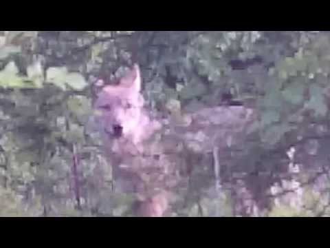 მგელი მამკოდიოს ტყეში