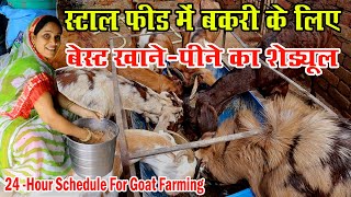 स्टाल फीड में BAKRI PALAN : 24 घंटे का पूरा देखभाल और पौष्टिक आहार।।Goat Farming In Stall Feed: 24 H