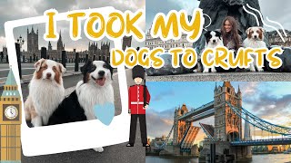 I took my dogs to Crufts! | US to England by Flambo The Dog 273 views 2 months ago 13 minutes, 20 seconds