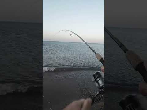 LRF ile Akya Avı #fishing #fish #balık #balık #deniz #automobile #levrek #fishinglife #mersin #akya