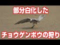 白いチョウゲンボウの狩り　White common kestrel's hunting     #チョウゲンボウ#野鳥#kestrel