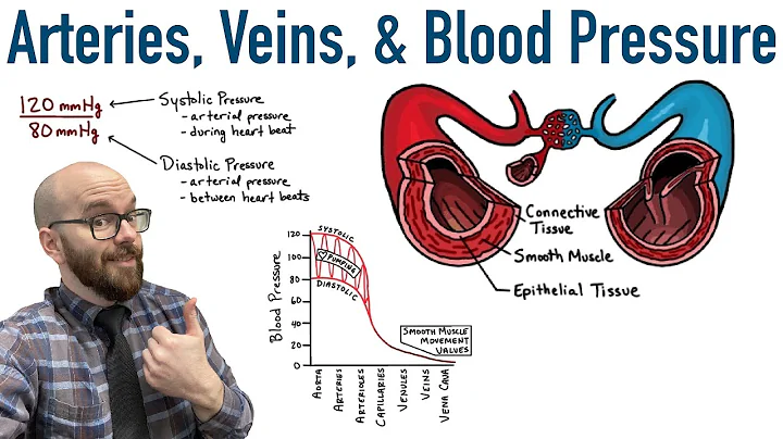 Arteries, Veins, and Blood Pressure - DayDayNews