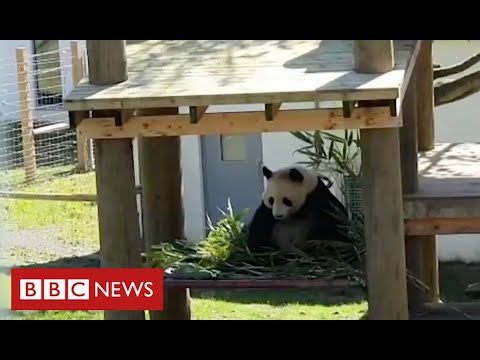 Coronavirus: it's social distancing for the pandas and chimps at Edinburgh Zoo – BBC News