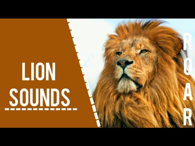 Lion Roars in the Distance - song and lyrics by Pro Sound Effects Library