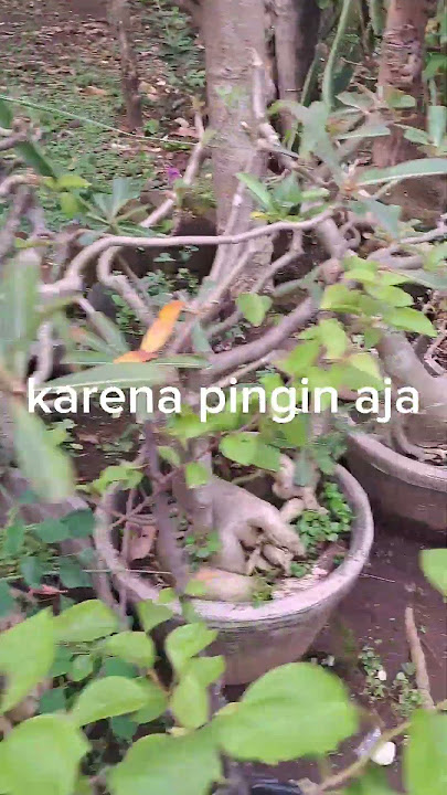 story telling memancing ikan di sungai, dapat ikan lele jumboo😏😲 #ikan #fishing #story