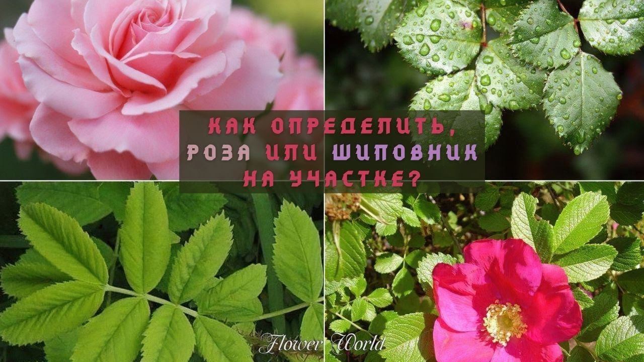 Как отличить розы