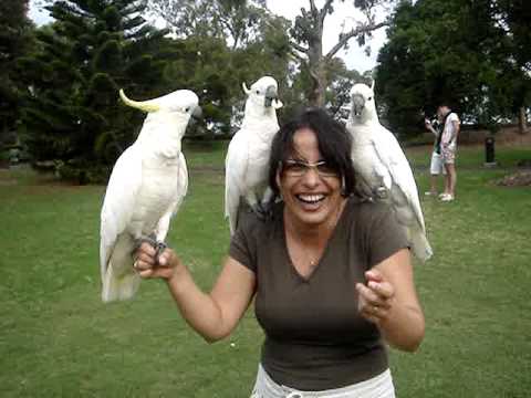EXOTIC BIRDS — PT. 2 | Cockatoos @ Sydney Botanic Gardens - Part 2