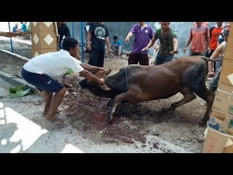 Sapi kurban, Idul Adha 1438H, 2017  Doovi