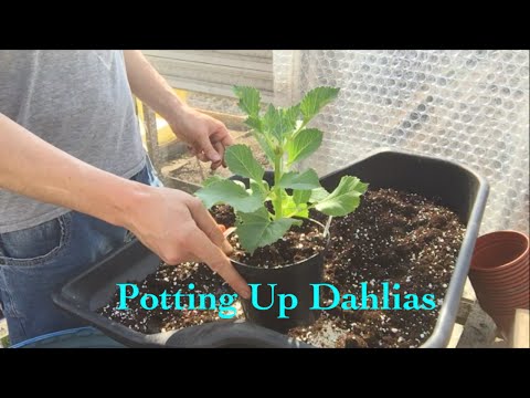 Growing Dahlias. Potting up and hardening off. Part 5 (May)