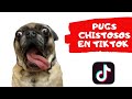  pugs chistosos de tiktok 