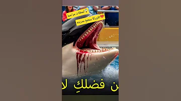 جيسيكا لحظات يقشعر لها الابدان الاوركا تأكل مدربتها حين يدمرك من احببته بصدق مشهد حزين اكسبلور Dz 
