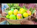 Farm Fresh Organic Mangos Picking and Eating on Mango Tree in My Village | Ripe Mango Fruits