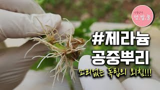 제라늄,공중뿌리 정식하기 #제품구입은 더보기에 있어요