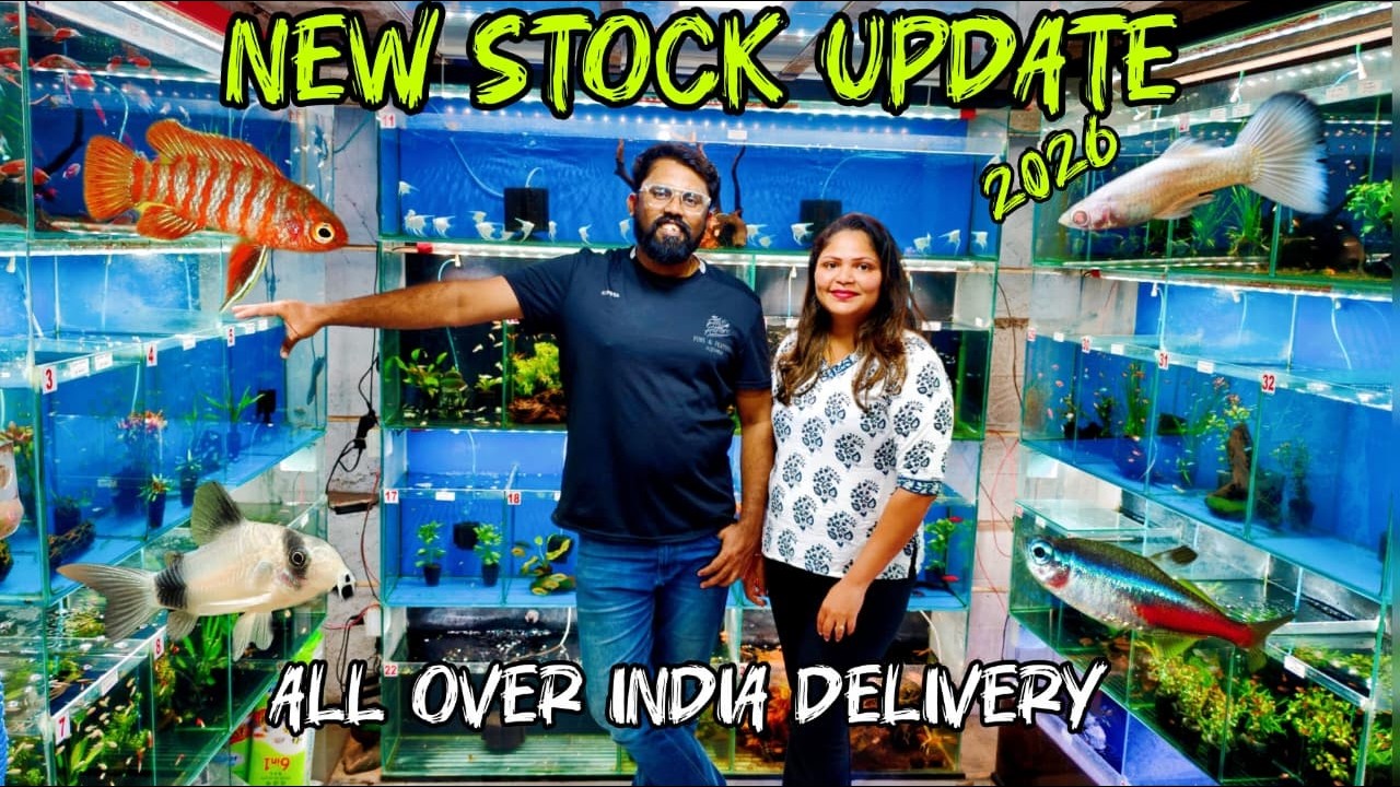 New Aquarium Fish & Aquatic Plants Stock Update | Rare Guppies, Puffers, Tetras & Plants 2026