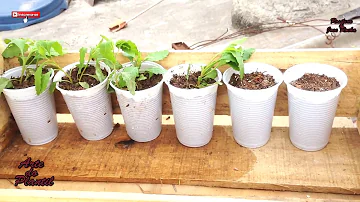 Como plantar mastruz de galho?
