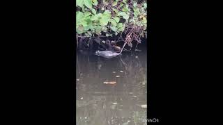 Download Lagu invasive mink bs native Moorhen doesn't end well ! #mink #canal #sport #fillet #mushroom #wildlife MP3