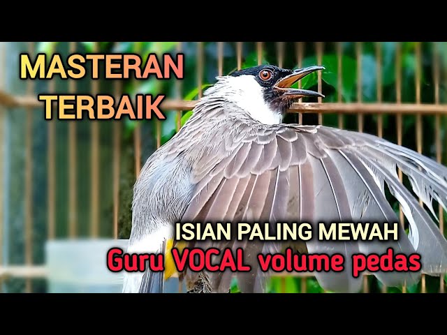 MASTERAN TERBAIK Kutilang Gacor Full Isian MEWAH dengan irama lagu volume pedas bikin Kutilang Ribut class=