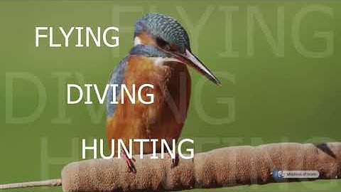 MIRACLES OF CREATION # ANIMALS # THE KINGFISHER, A SKILLED FISHER