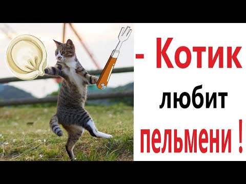 Видео: Лютые приколы. КОТ ЛЮБИТ ПЕЛЬМЕНИ!!! Тест на психику! Засмеялся проиграл! – Domi Show!