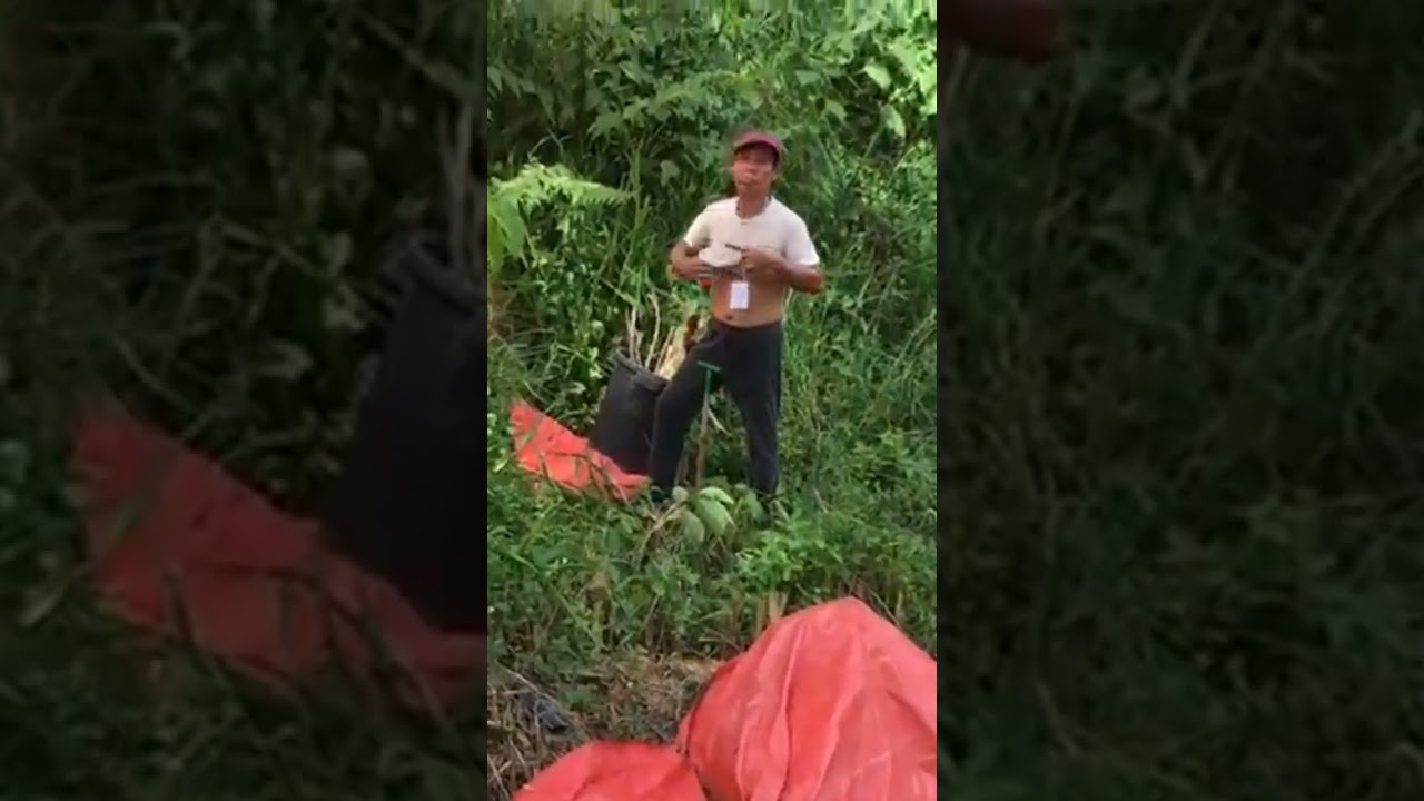 Landslide steep slope stabilisation with VETIVER BAMBOO GRASS CUTTINGS
