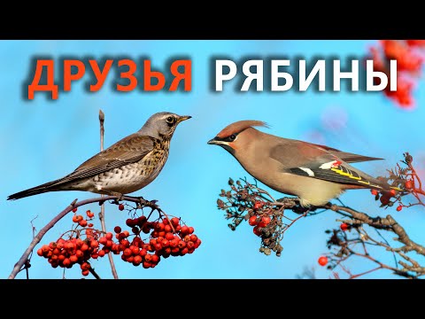 Видео: Язык Red-Bellied Woopecker почти в три раза длиннее его клюва и обертывает вокруг его черепа при убранном