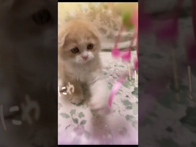 はじめてのおもちゃで遊ぶ子猫🐈 Kitten playing with its first toy♡ #shorts 【博衣こより/ホロライブ】のサムネイル